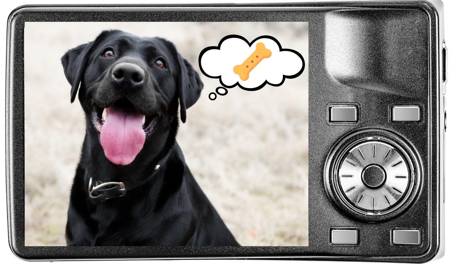 Using Treats for Dog Photos in Cincinnati A pet photo on a digital camera screen of a black Lab thinking about treats for Mariemont Veterinary Clinic in Cincinnati, OH