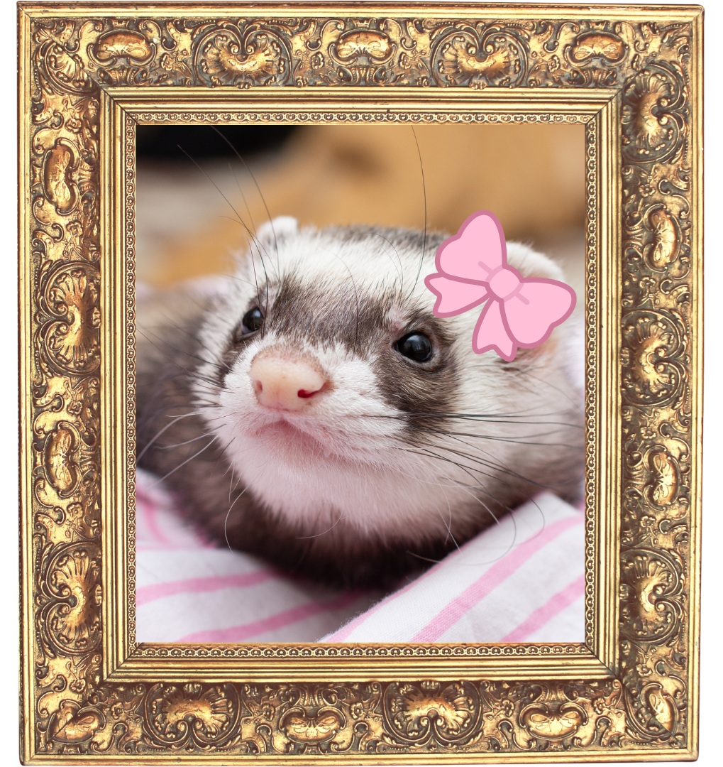 A pet photo of a ferret with a golden photo frame Framed Ferret Photo in Cincinnat