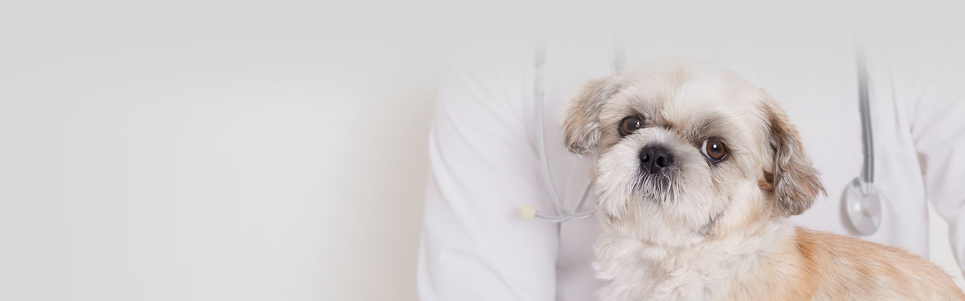 vet holding white furry dog