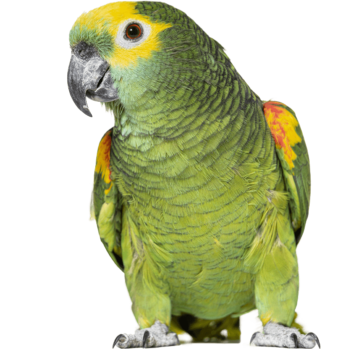 green parrot sitting