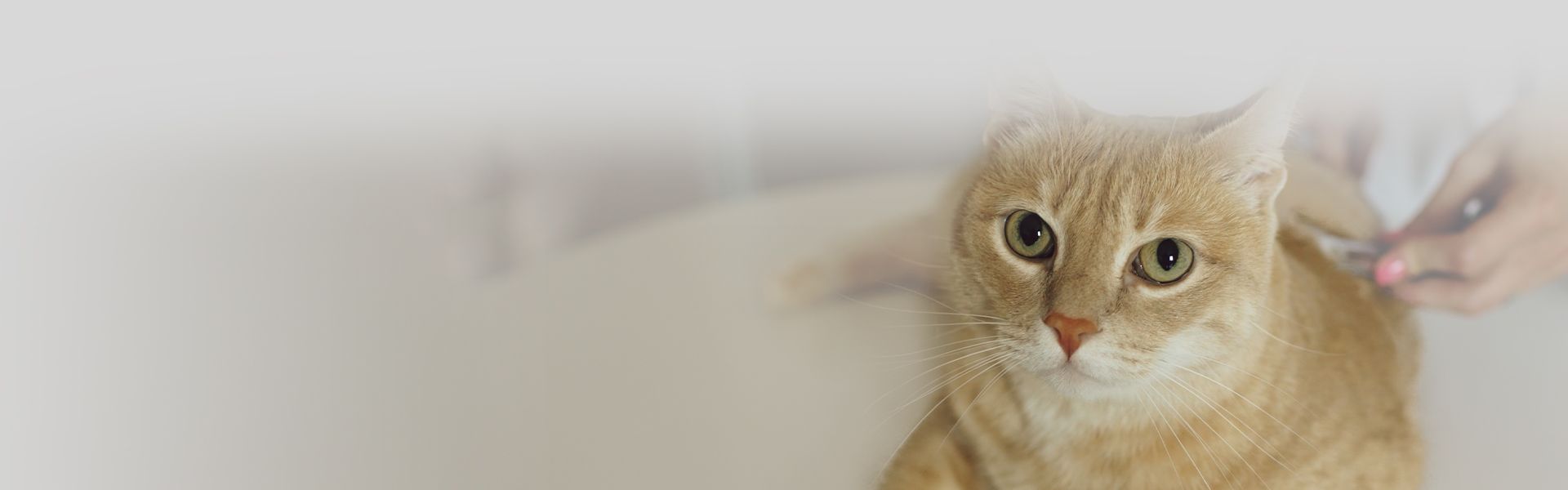 orange cat during a consultation at the vet