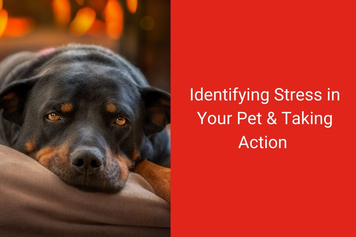 Identifying-Stress-in-Your-Pet--Taking-Action--1