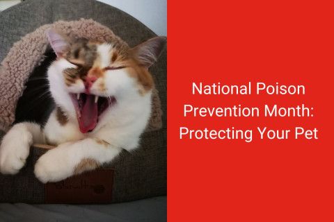 National Poison Prevention Month: Protecting Your Pet