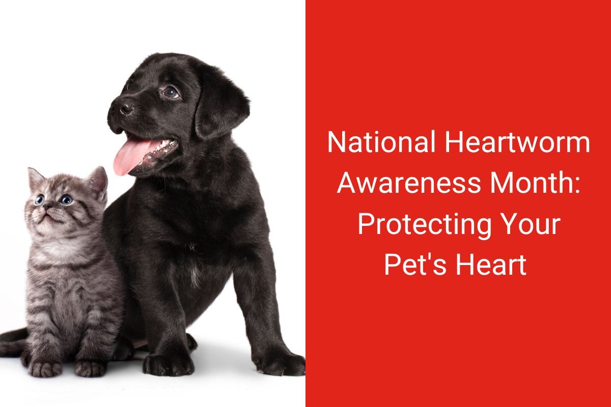 National-Heartworm-Awareness-Month-Protecting-Your-Pets-Heart-