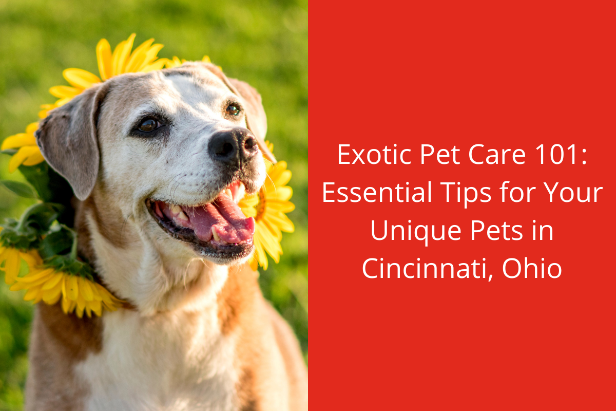 Exotic-Pet-Care-101-Essential-Tips-for-Your-Unique-Pets-in-Cincinnati-Ohio