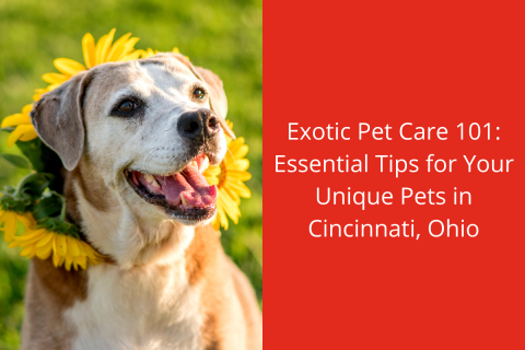 Exotic Pet Care Tips: Essential Advice for Happy & Healthy Pets