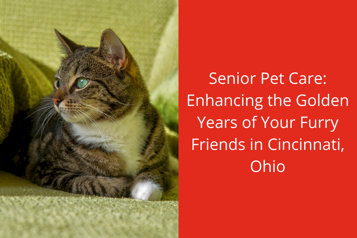 Exotic-Pet-Care-101-Essential-Tips-for-Your-Unique-Pets-in-Cincinnati-Ohio-1