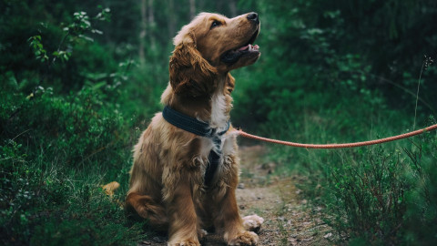 Understanding Urine Crystals in Pets