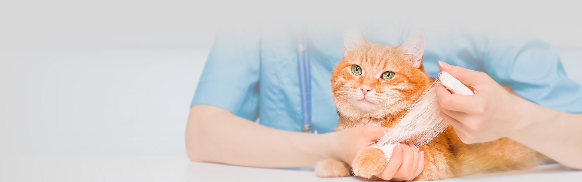 vet bandaging orange cat