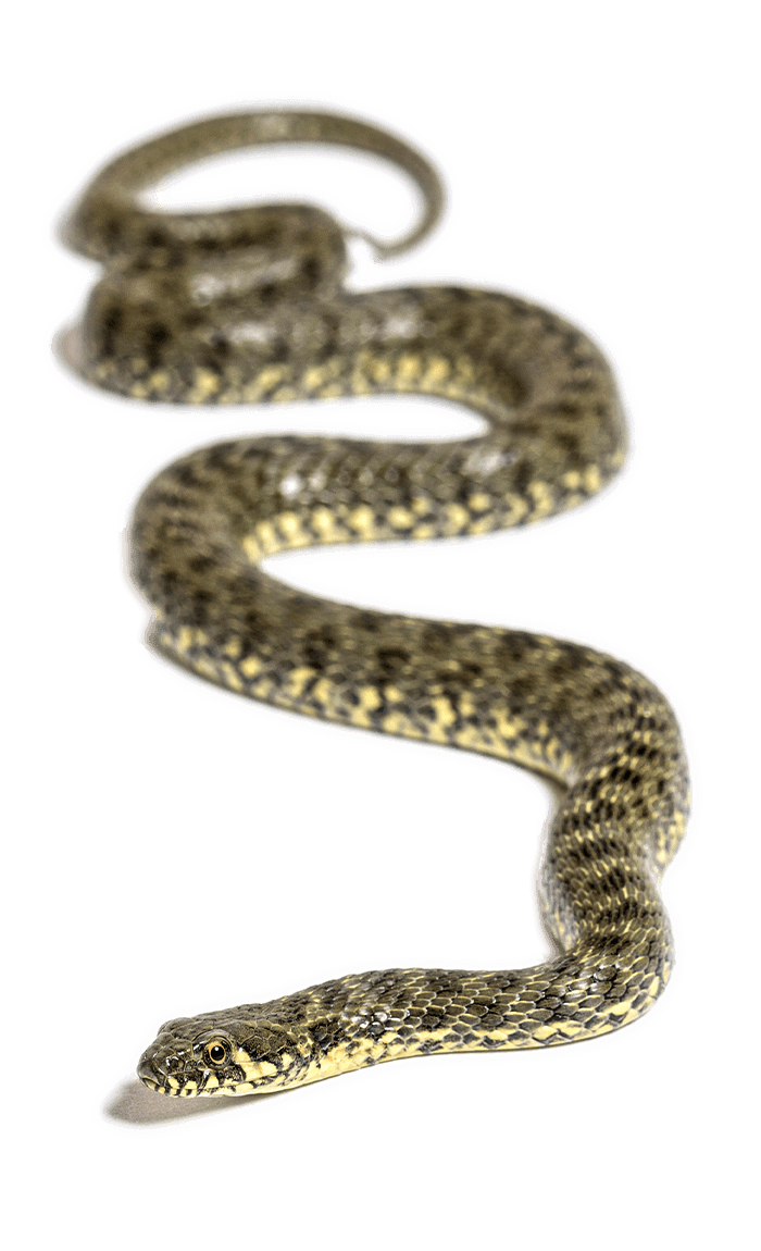 Viperine water snake natrix maura nonvenomous and semiaquatic snake