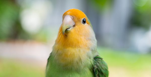 lovebird with a blurry background