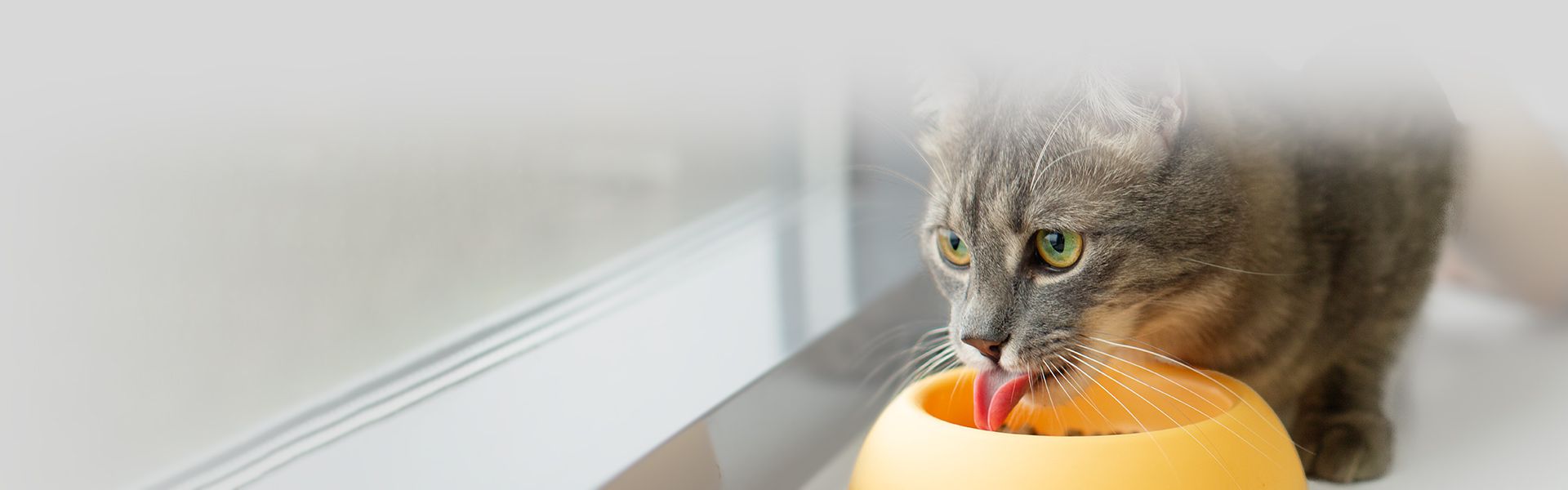 beautiful cat eating