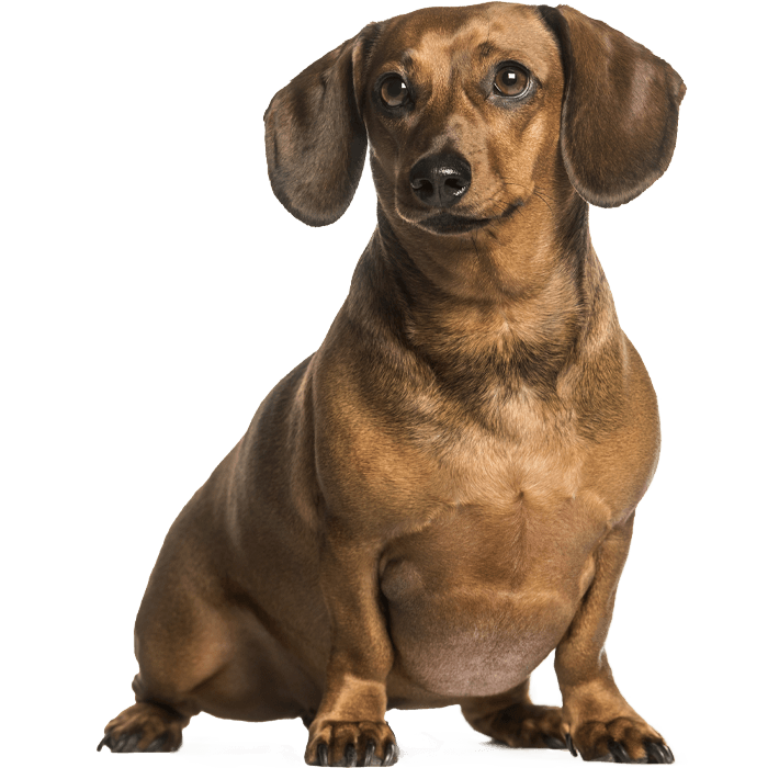 fat dachshund dog sitting