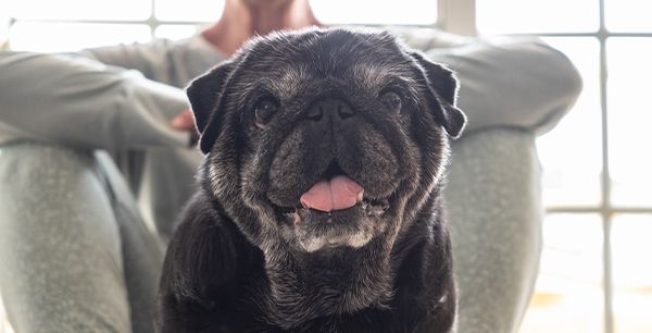 old pug dog with its owner