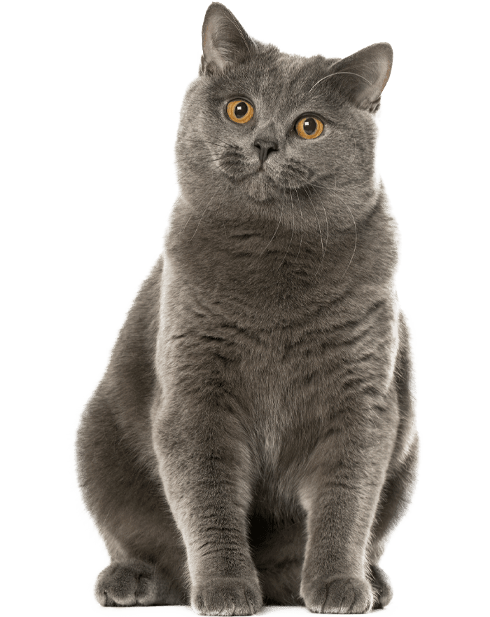 furry gray cat sitting