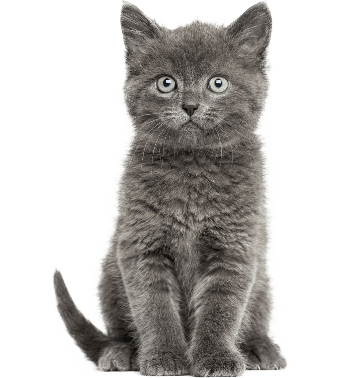 gray british kitten sitting