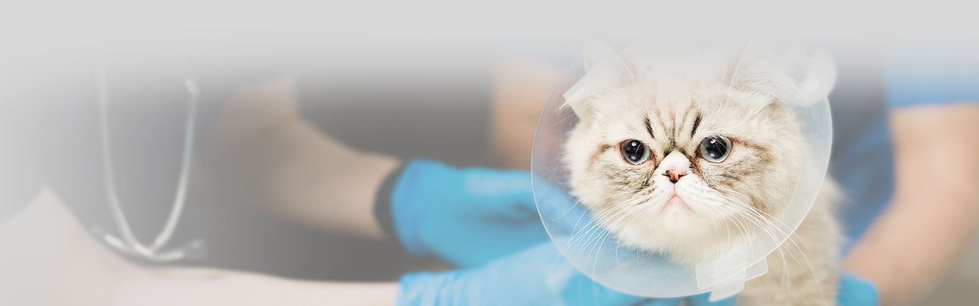 persian cat after surgery