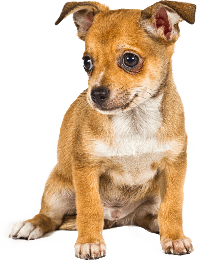 sitting chihuahua dog looking right