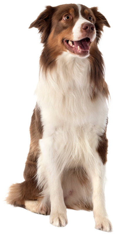 Brown and white dog sitting and looking alert with mouth open.