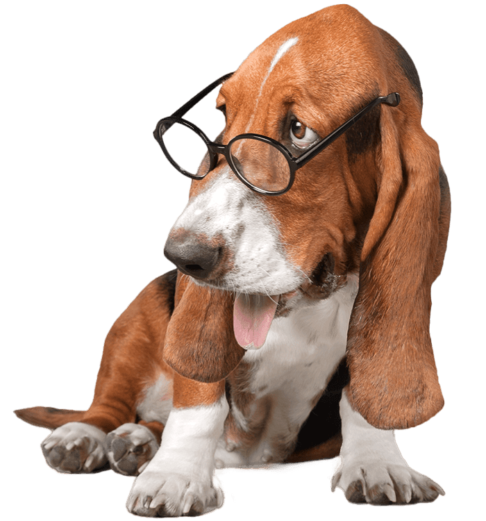 Basset hound wearing glasses, sitting with ears drooping and tongue slightly out.