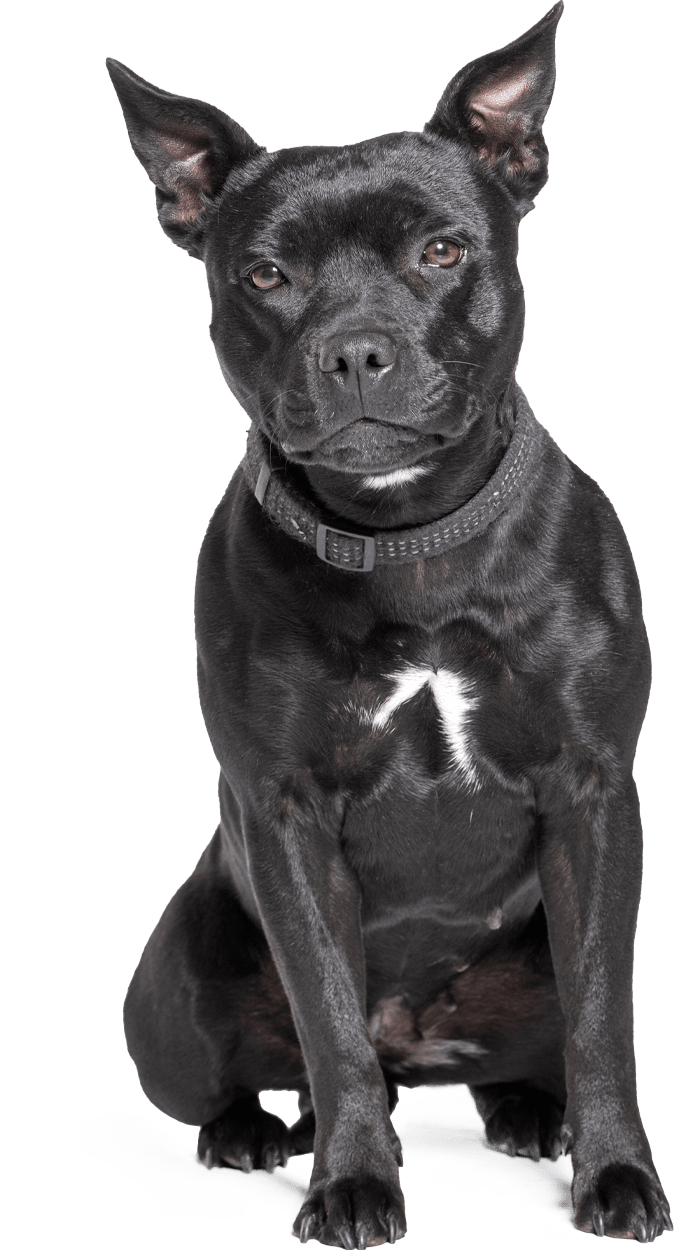 Black dog with pointed ears sitting attentively, wearing a collar.