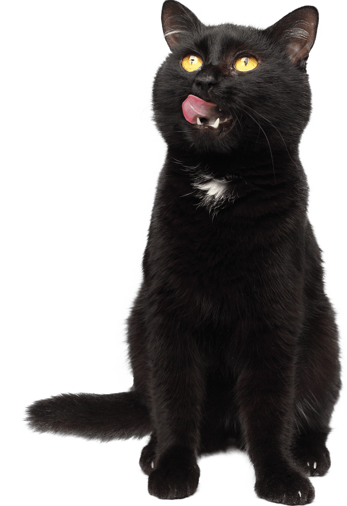 A black cat with bright yellow eyes sits, licking its lips.