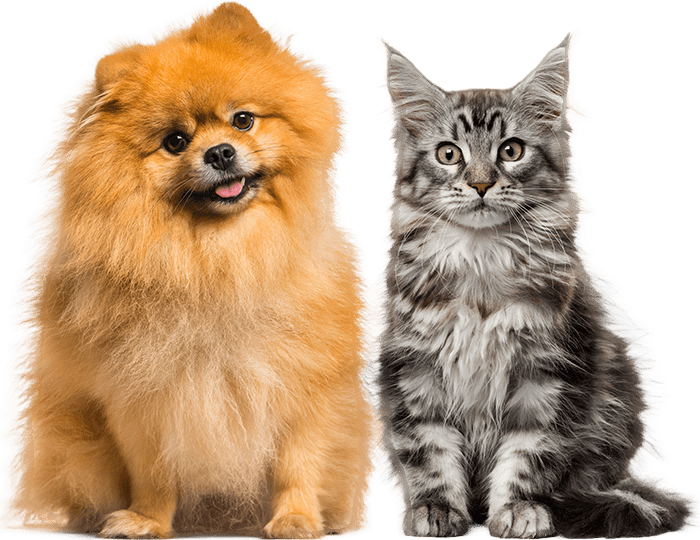 A fluffy Pomeranian dog sitting beside a Maine Coon cat.