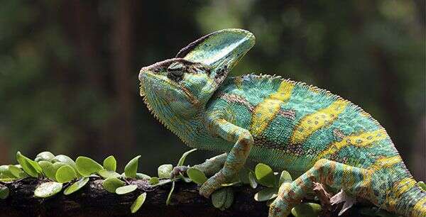 Colorful chameleon with turquoise and yellow stripes perched on a branch with small green leaves.