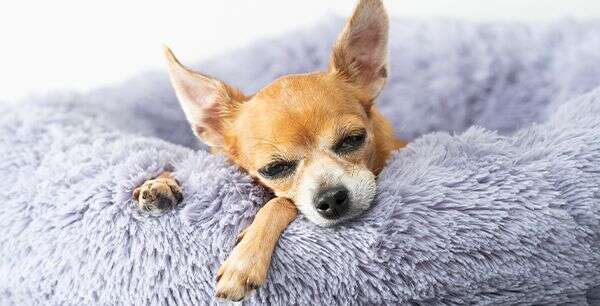 Chihuahua resting in a fluffy, light purple bed, eyes partially closed.