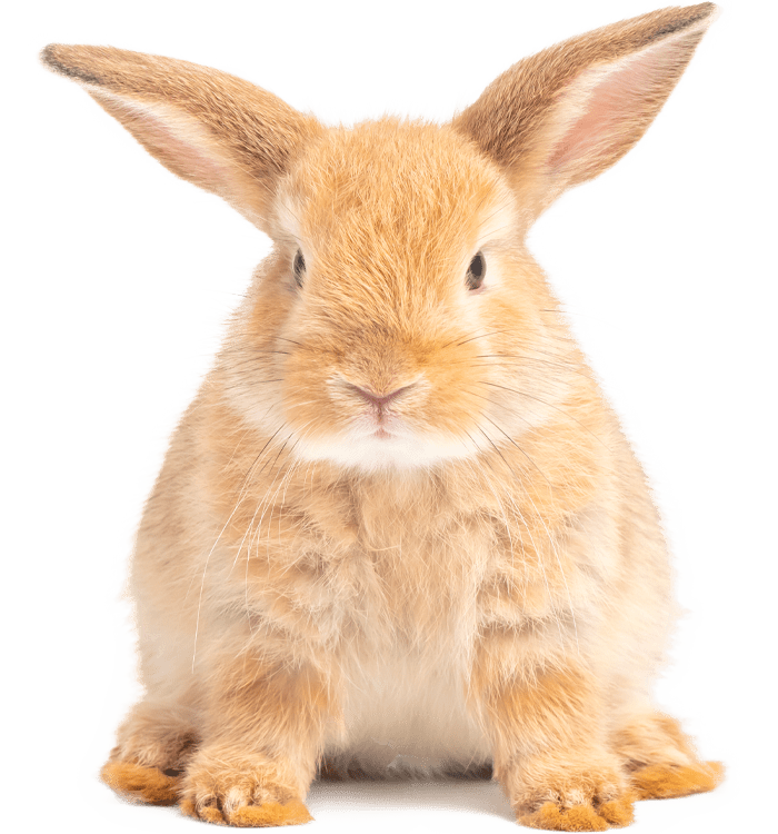 A fluffy, light brown rabbit with large ears sits facing forward.