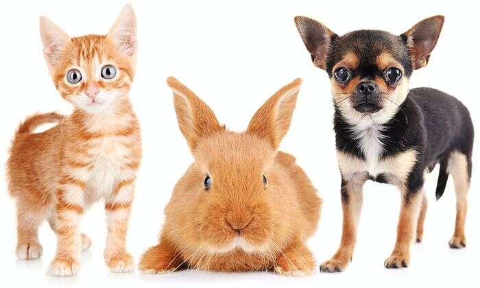 Orange kitten, brown rabbit, and small black-and-brown dog standing side by side.