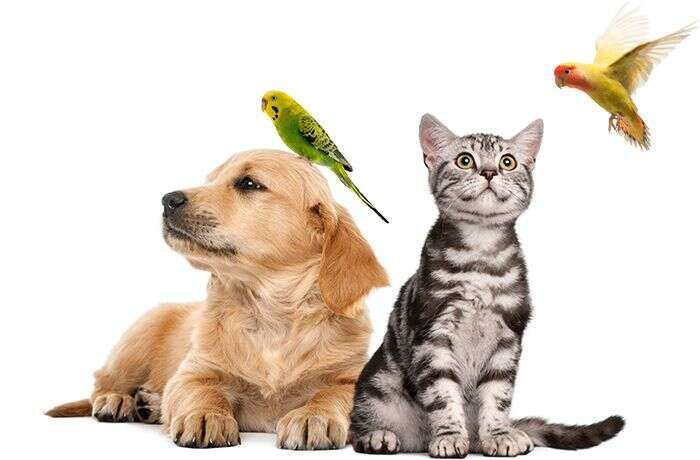 A puppy with a parakeet on its head sits next to a tabby kitten, while another bird flies above them.