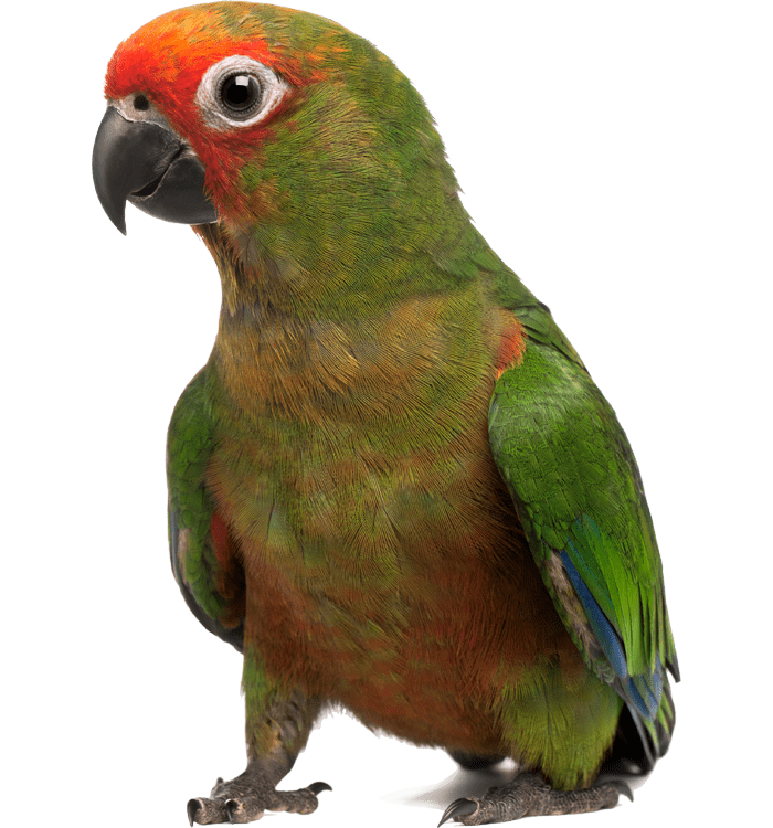 A vibrant green parrot with a red forehead and blue wing tips, standing alertly.