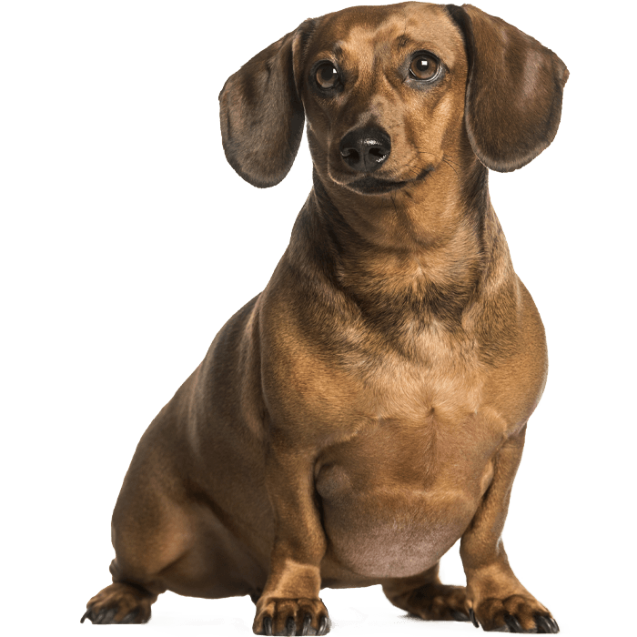 Brown dachshund sitting, looking attentively forward.