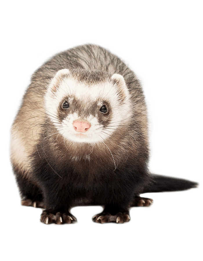A ferret with a mix of light and dark fur, standing and facing forward.