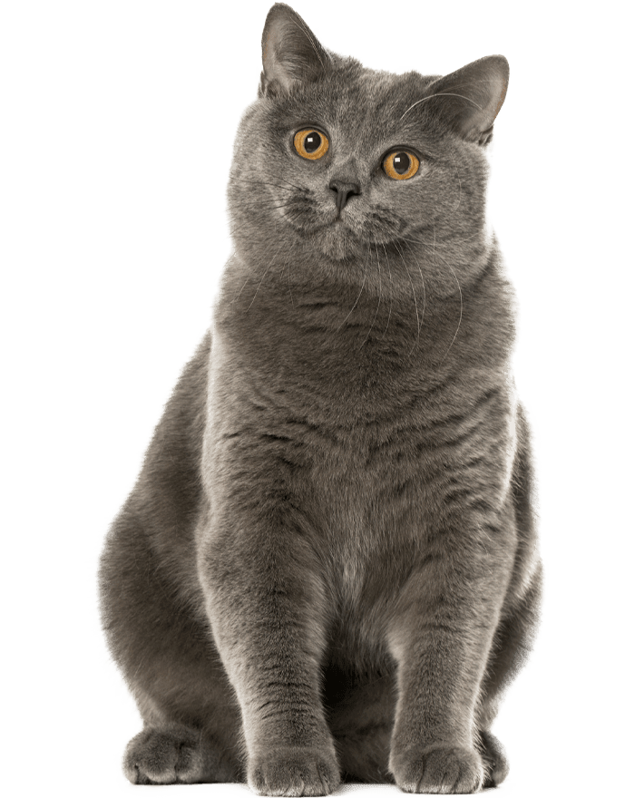 Gray cat sitting with bright, curious eyes and a fluffy coat.