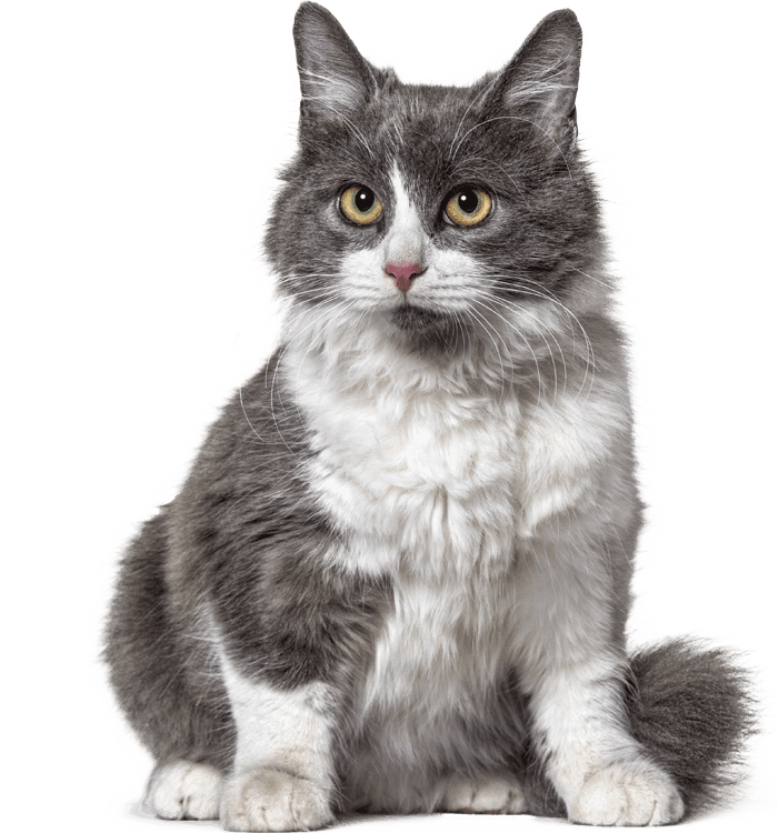 Fluffy gray and white cat sitting upright, looking forward with alert eyes.