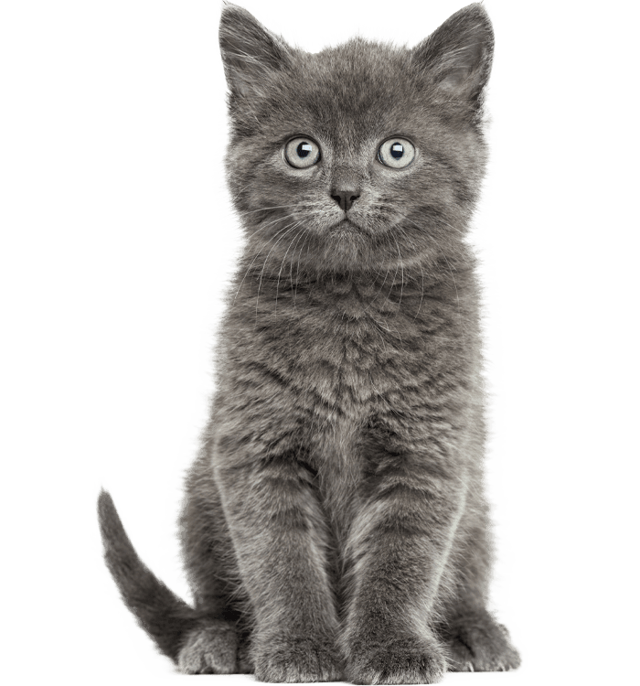 A fluffy gray kitten with bright eyes sitting and facing forward.