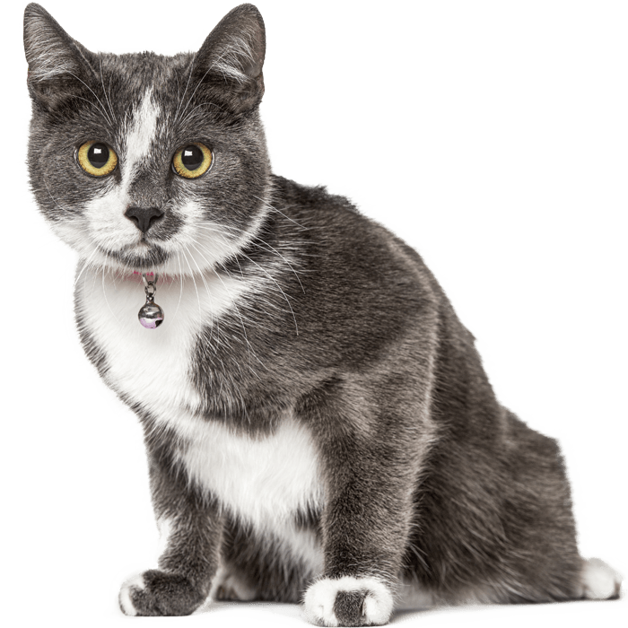 Gray and white cat with a pink collar and bell, sitting attentively, looking forward.