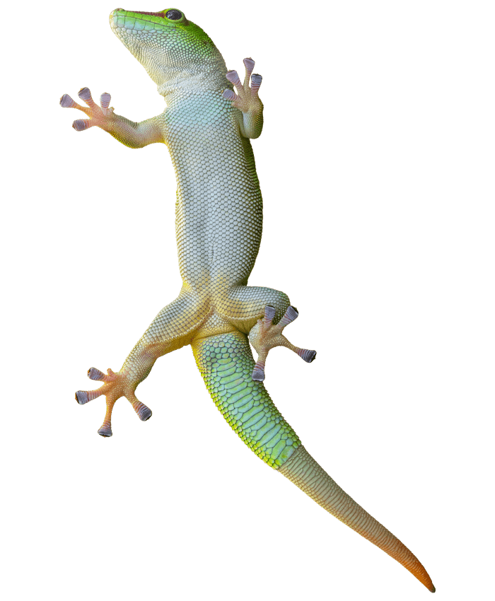 A colorful gecko with bright green and orange hues climbing on a surface, showcasing its detailed scales and splayed toes.