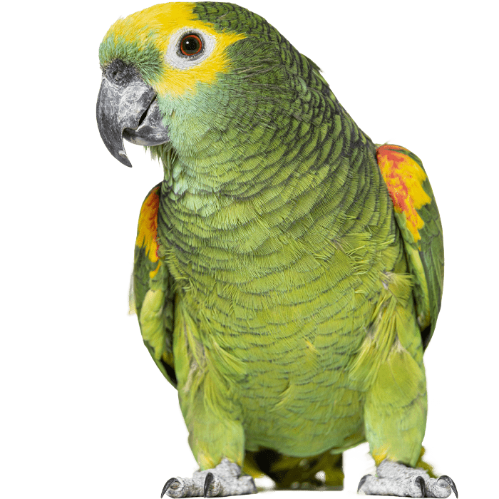 A vibrant green parrot with yellow and orange markings, showing intricate feather details.
