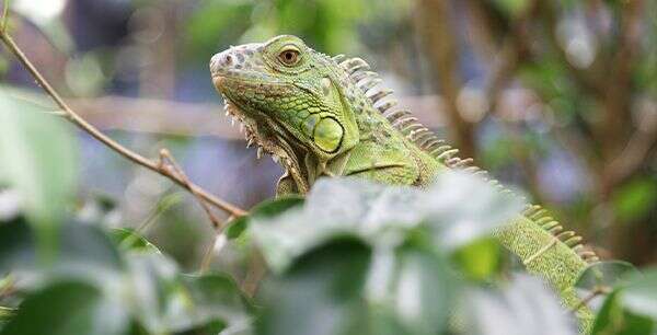 A green iguana perched among lush green leaves.