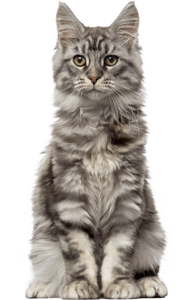 Fluffy gray tabby cat with long fur sitting and looking forward.