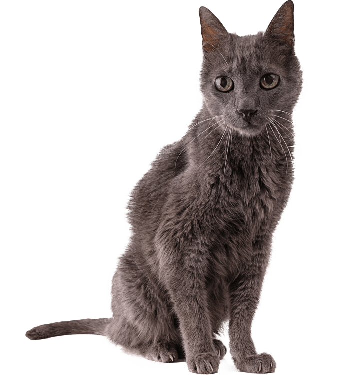 Grey cat sitting upright, ears perked, with a curious expression.