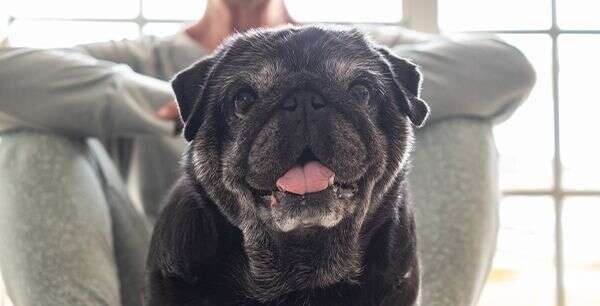 Black pug sitting in front of a person, tongue out, with a joyful expression.