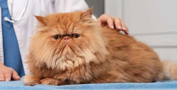A fluffy, brown Persian cat with a serious expression is lying on a blue surface, while a person in a white coat pets it.