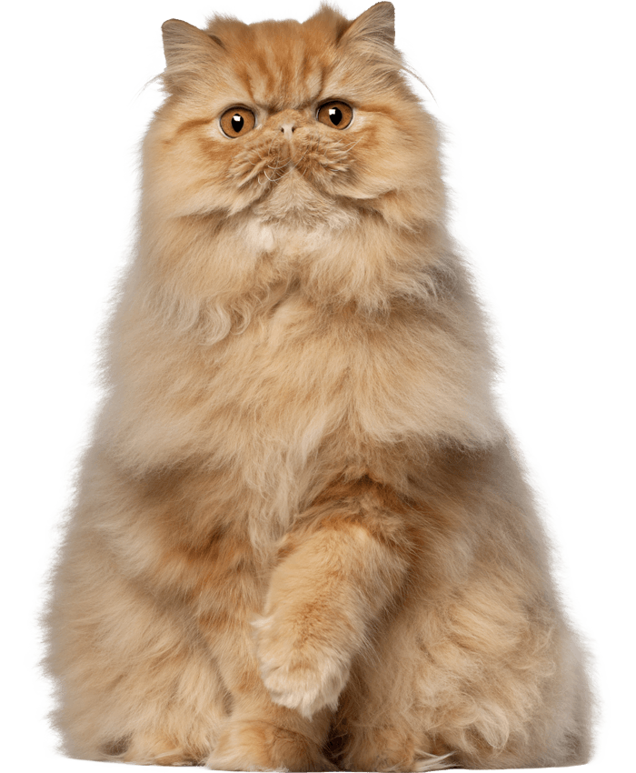 A fluffy Persian cat with orange fur sits, gazing forward with alert eyes.