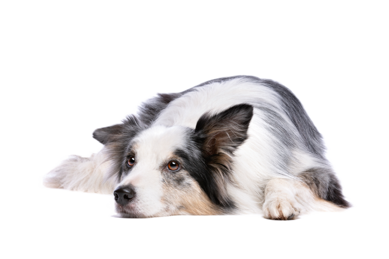 Border collie lying down, looking up with attentive eyes and perked ears.