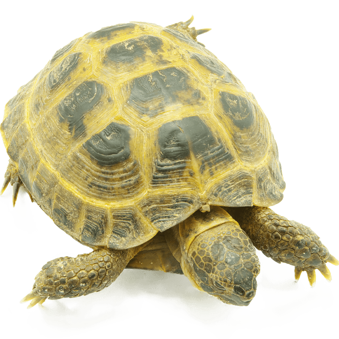 A turtle with a patterned shell and extended legs.