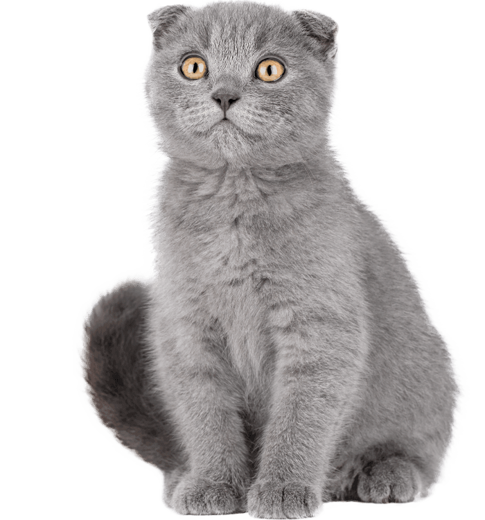Gray Scottish Fold cat sitting upright, staring forward with bright amber eyes.